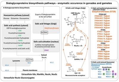 Diversity of sialic acids and sialoglycoproteins in gametes and at fertilization